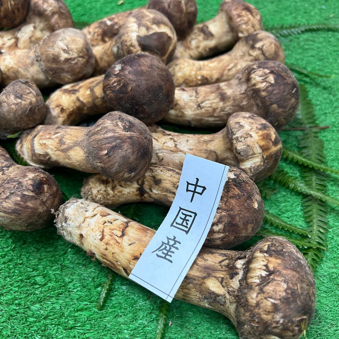 中国産 超新鮮松茸 つぼみ！めっちゃ綺麗です！ 19本入り 800g入り