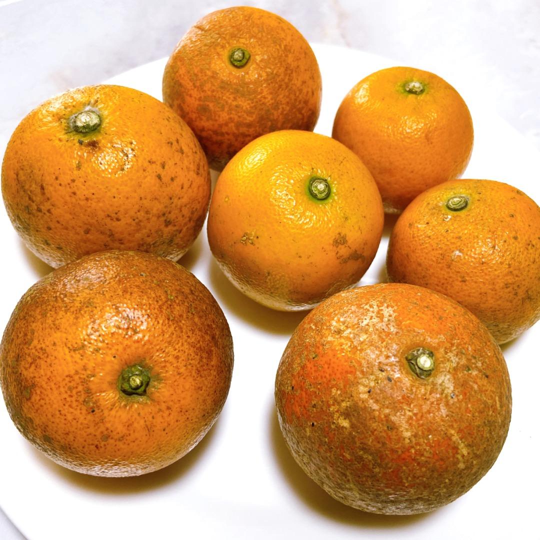 #3 世界自然遺産 奄美大島産 完熟たんかん 10キロ 特産品 加工用 柑橘 旬