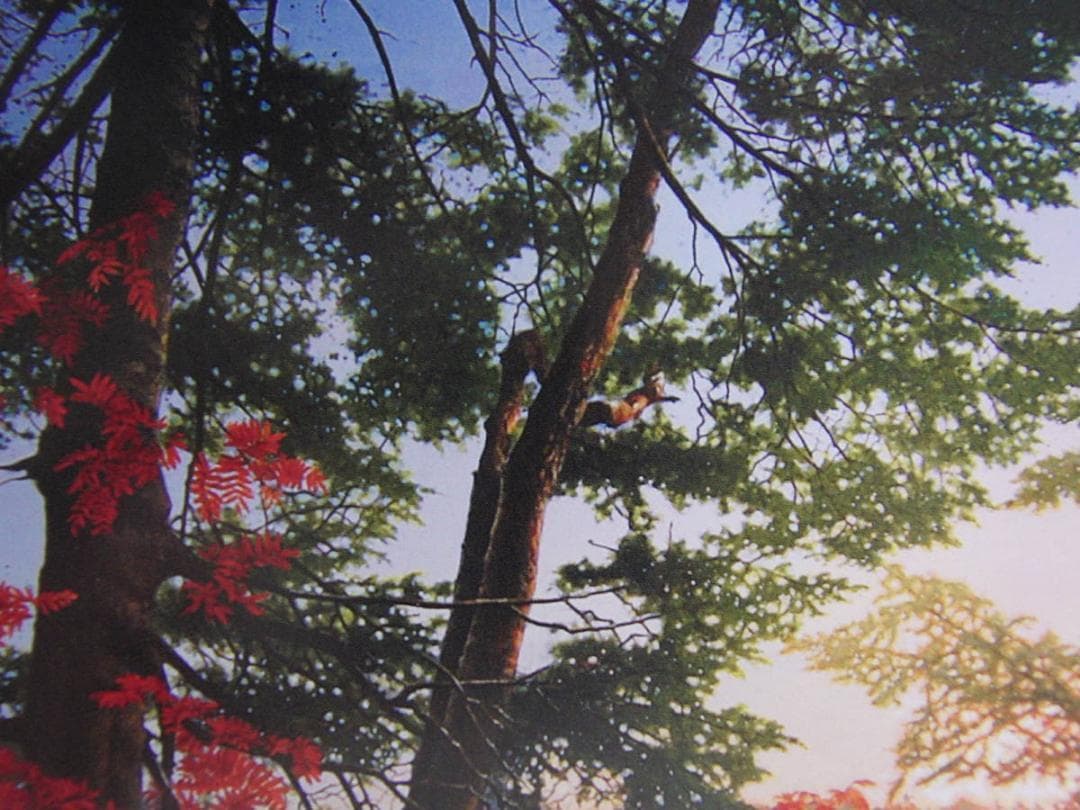 山地司、【鹿の住む森-3】、希少な額装用画集より、新品額装付、状態良好