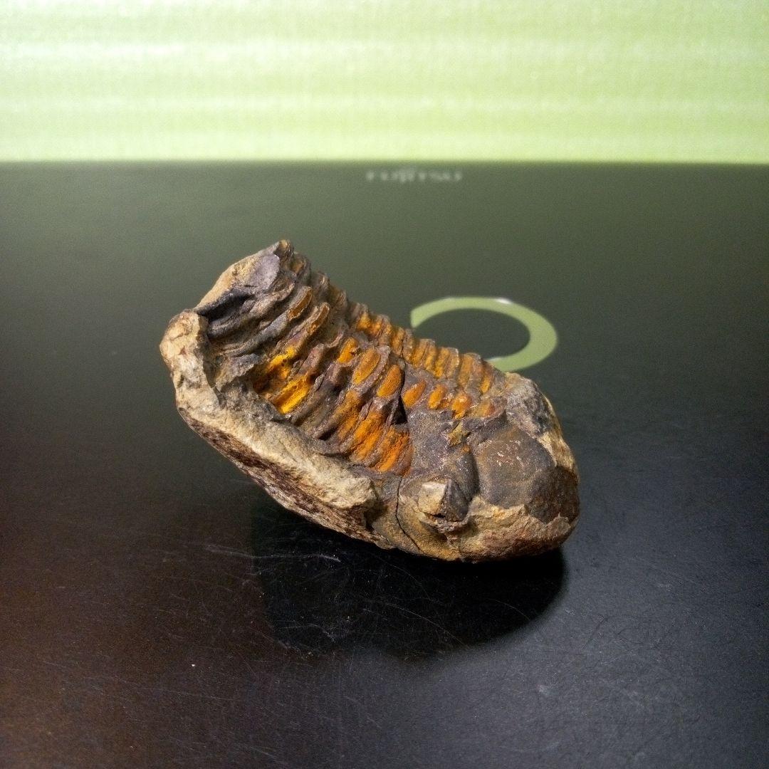 三葉虫　化石　fossil　ボリビア産　トライロバイト　Fossil番号④