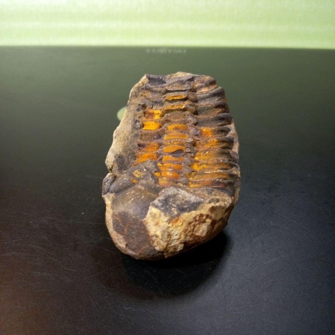 三葉虫　化石　fossil　ボリビア産　トライロバイト　Fossil番号④