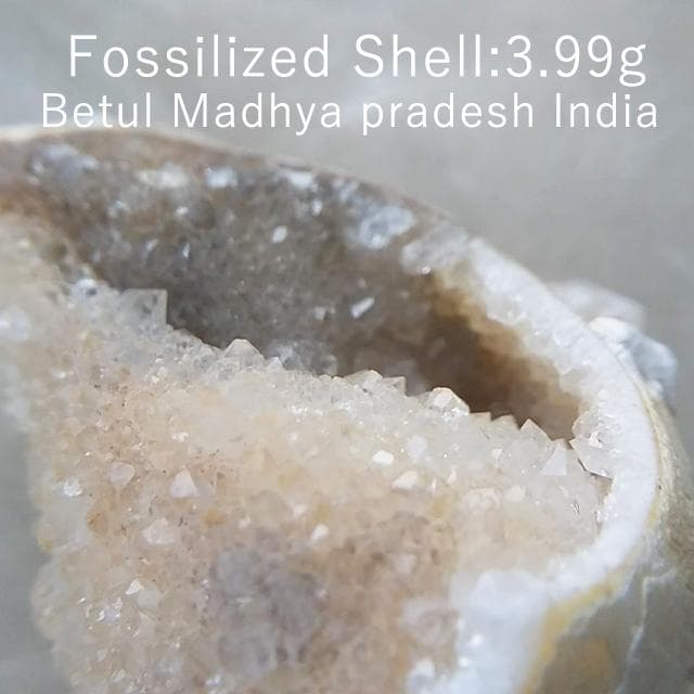 3.99g　ドゥルジー状　メノウ化左巻き　貝化石　化石　巻貝　結晶　水晶