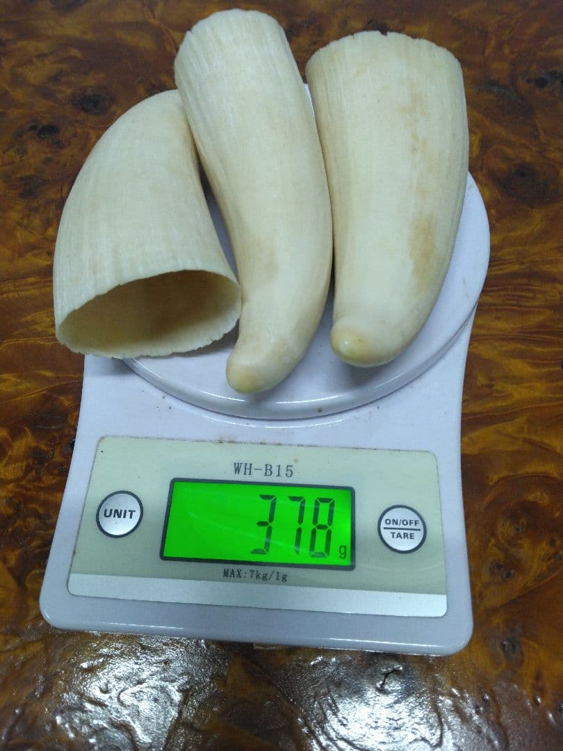 鯨歯　マッコウクジラ　細工素材 根付け　ペンダント　工芸品に