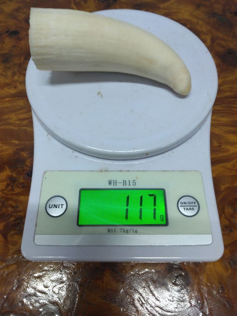 鯨歯　マッコウクジラ　細工素材 根付け　ペンダント　工芸品に