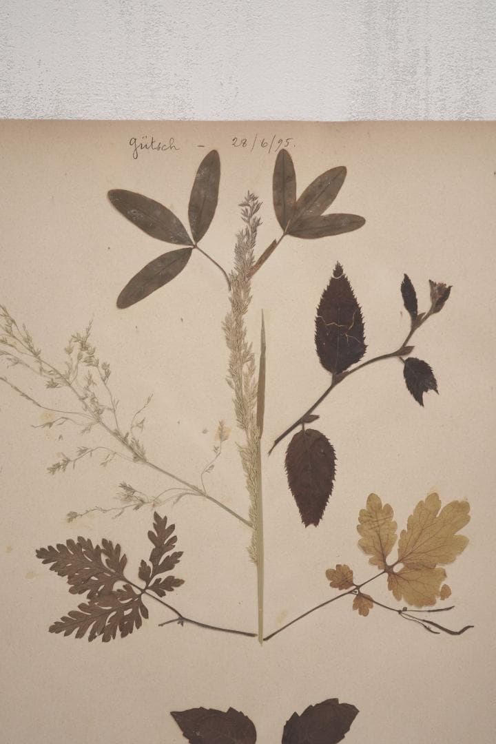 1895年 植物標本11枚セット フランスアンティーク 押し花 ドライフラワー