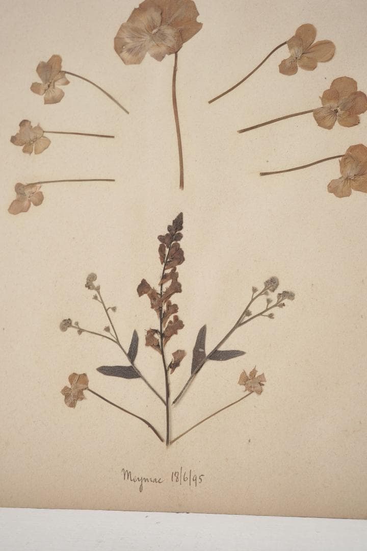 1895年 植物標本11枚セット フランスアンティーク 押し花 ドライフラワー