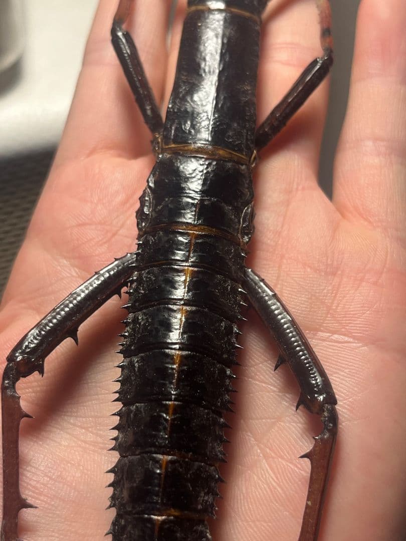 【♀】トゲアシフトナナフシオバケフトナナフシコノハムシ　標本