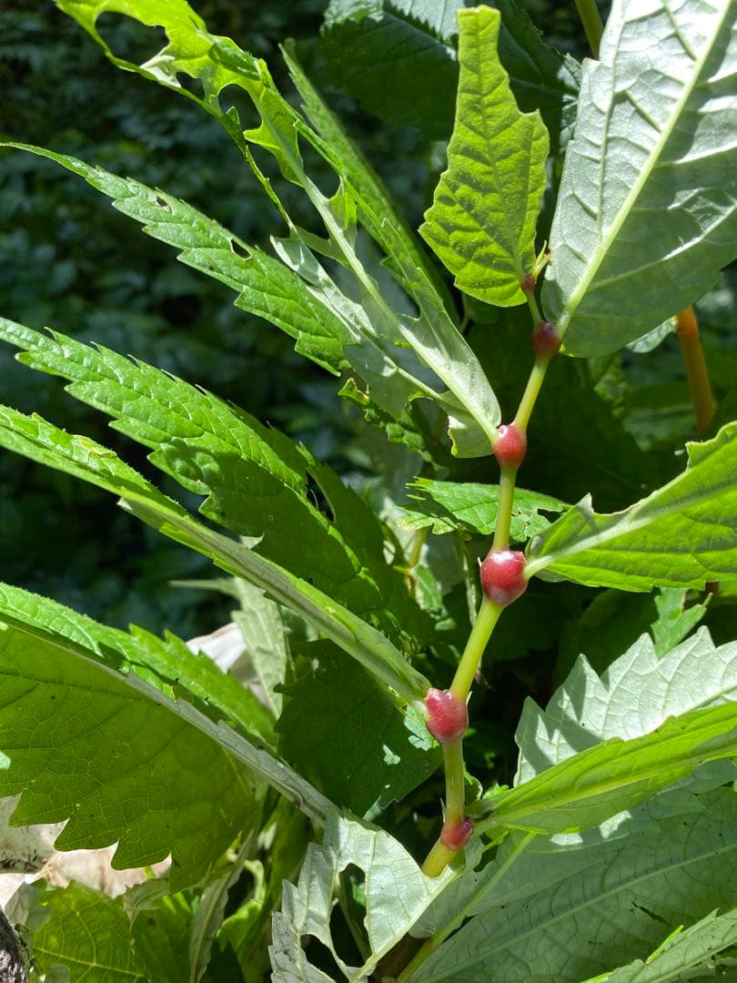 山菜　ミズの実　ミズのコブ　新潟県産　採れたて新鮮発送