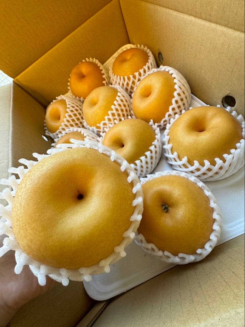 梨　新高梨　10玉　　14