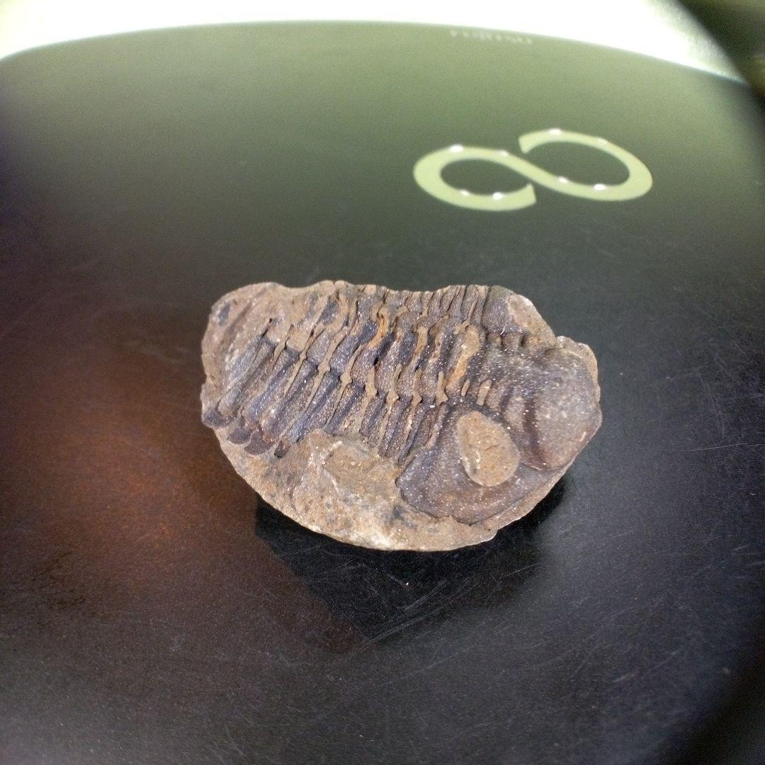 三葉虫　化石　fossil　ボリビア産　trilobite　ノジュール判別⑦