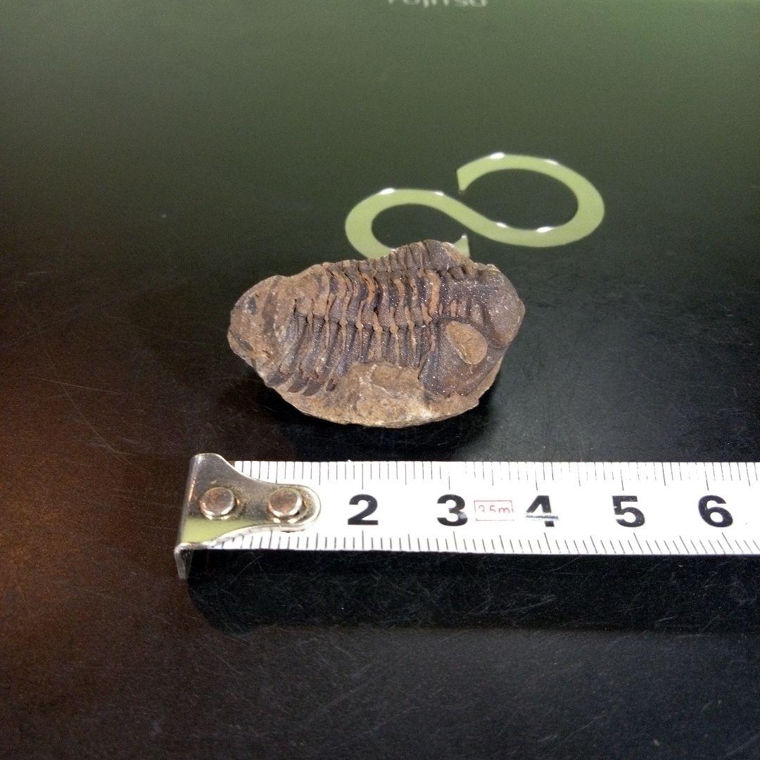 三葉虫　化石　fossil　ボリビア産　trilobite　ノジュール判別⑦