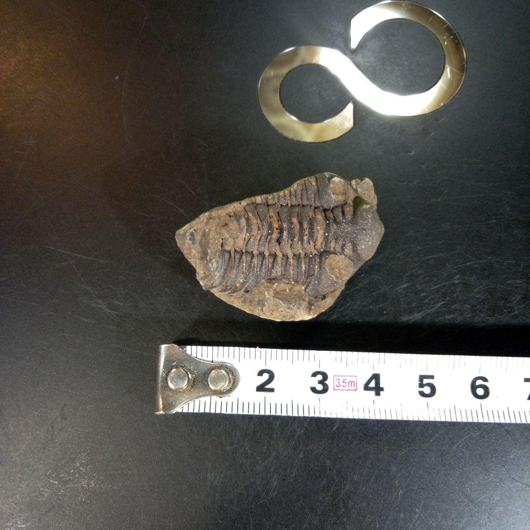 三葉虫　化石　fossil　ボリビア産　trilobite　ノジュール判別⑦