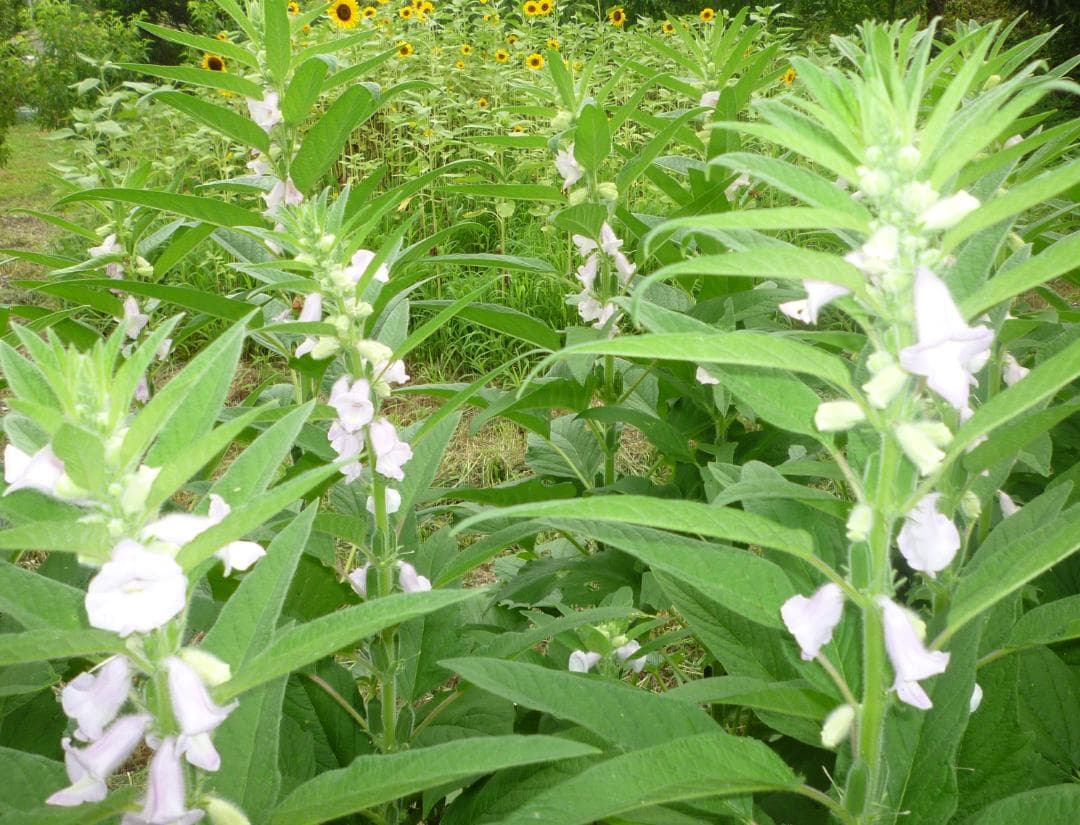 安心の日本みつばち 芳醇 81％ 優良品 非加熱 クリーミーはちみつ1,000ｇ