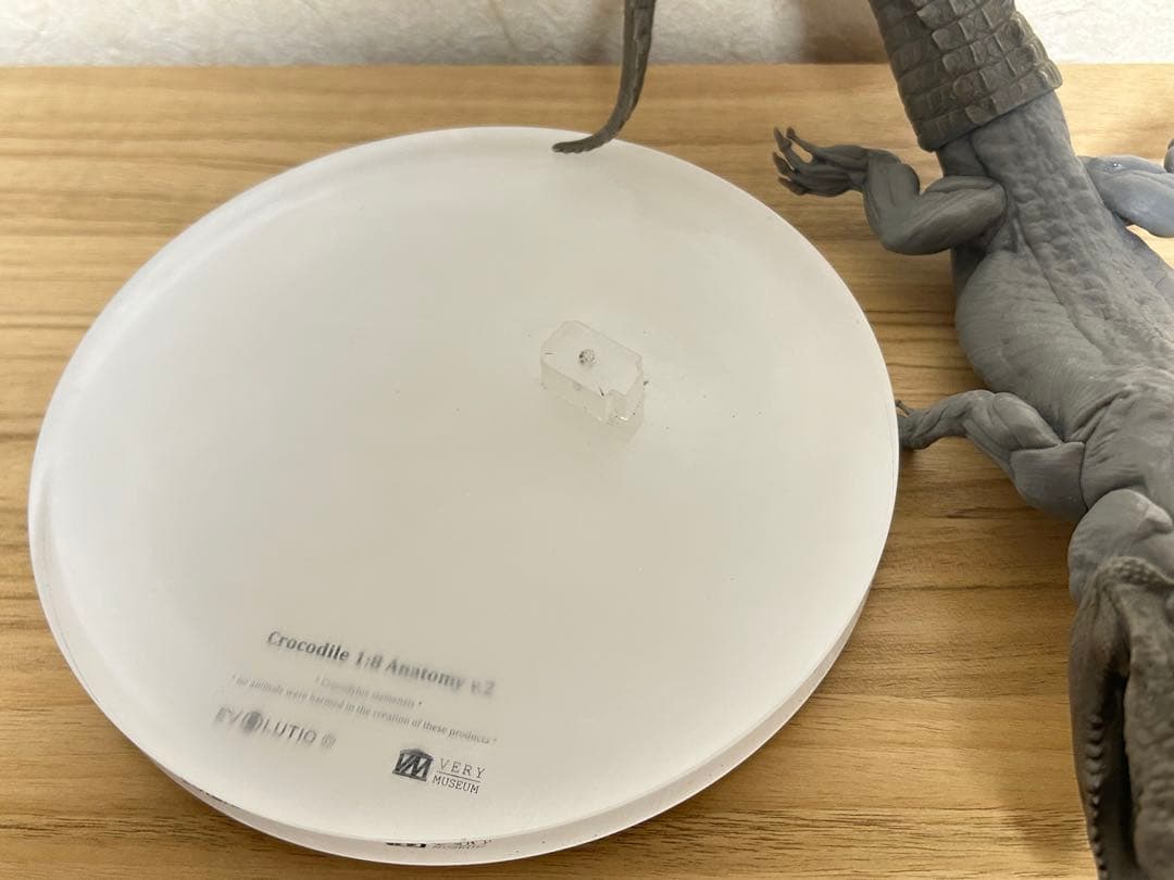 VM Crocodile 1:8 Anatomy v.2 ワニ　フィギュア