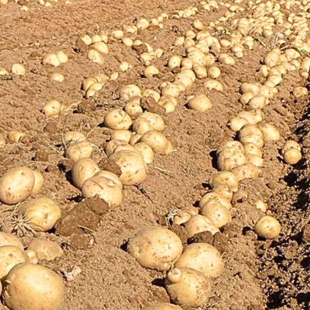 ジャンボサイズ　数量限定　じゃがいも　04