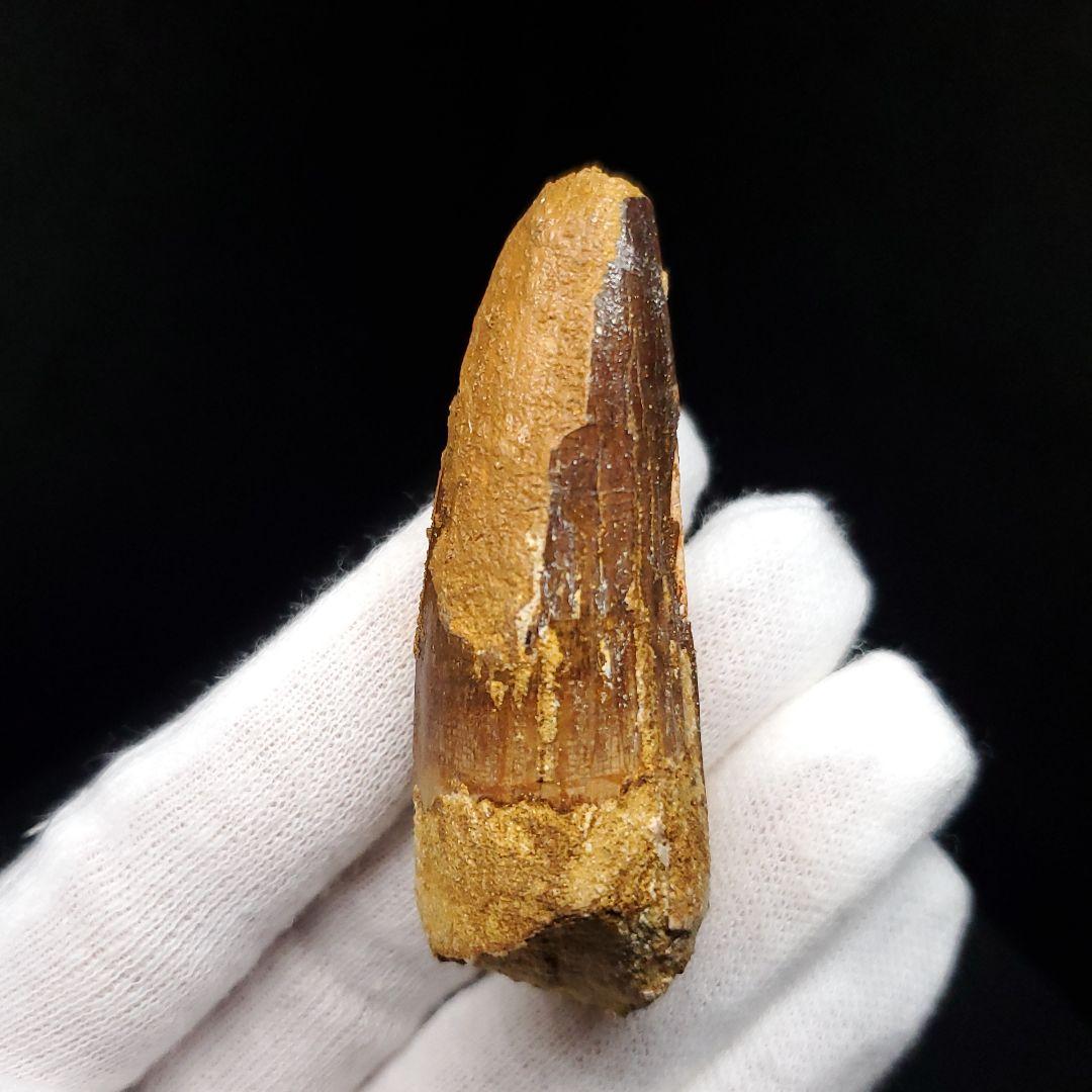 スピノサウルス 本物 モロッコ産 60.13mm  sp466