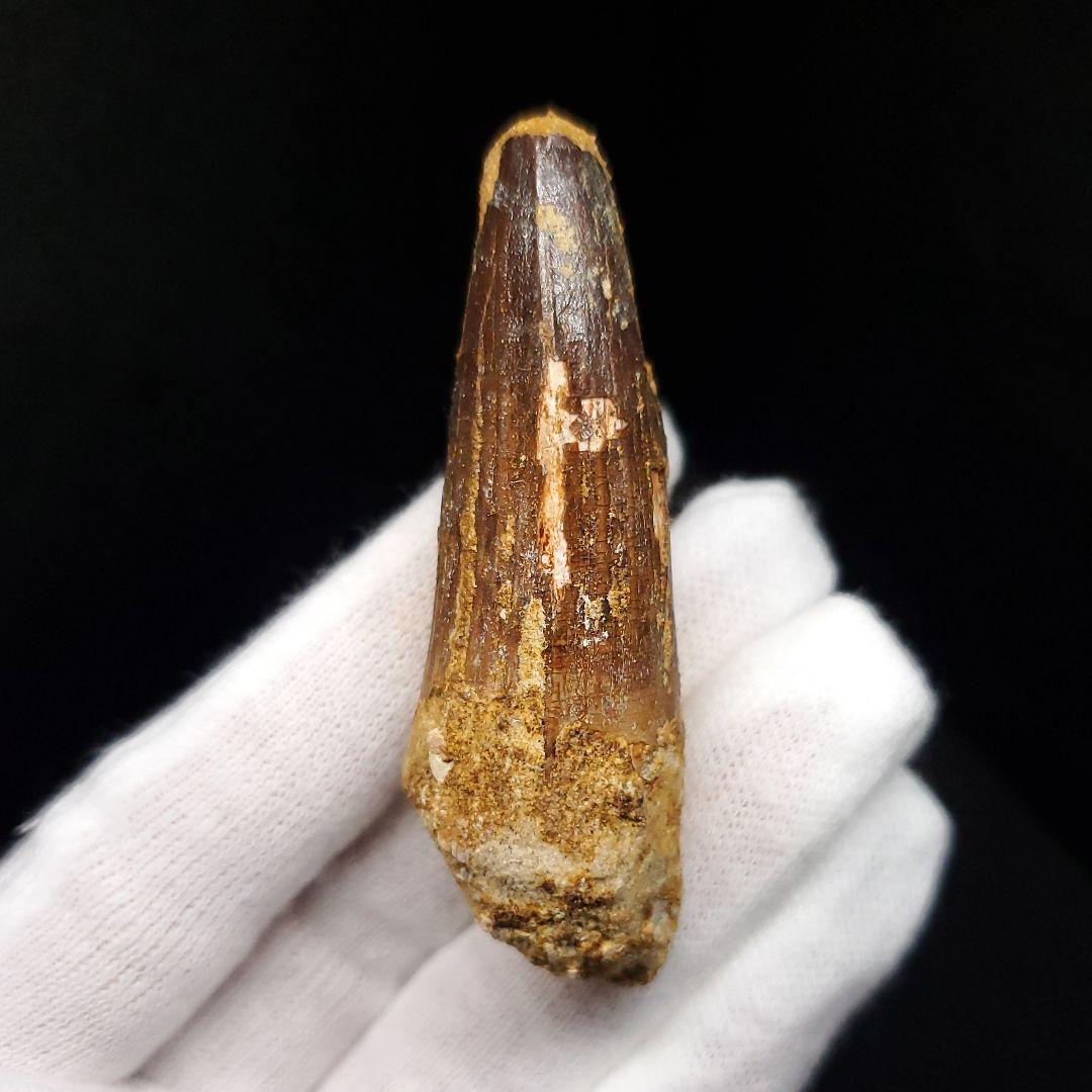 スピノサウルス 本物 モロッコ産 60.13mm  sp466