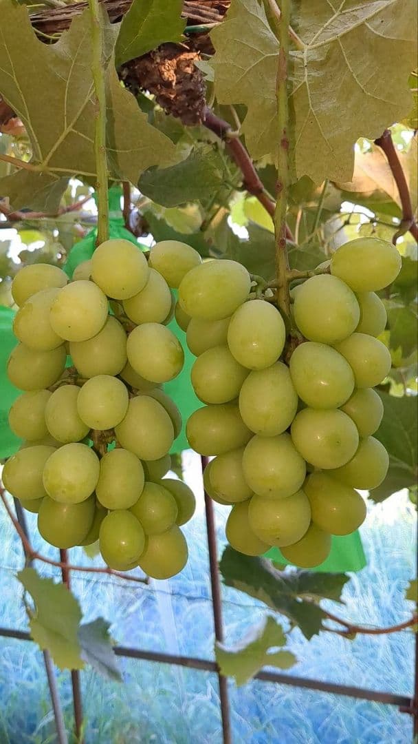 ③岡山県産シャインマスカット4kg