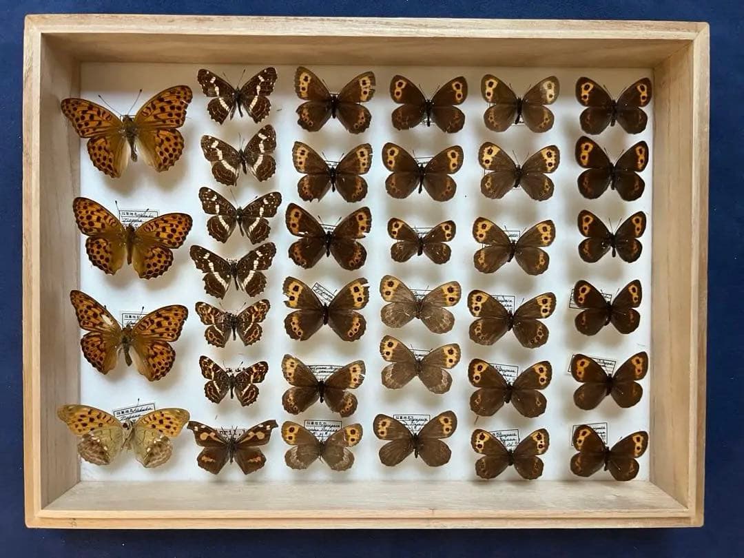 希少蝶の標本 ドイツ木製フレーム付き箱現状品のみ35x26x6cm