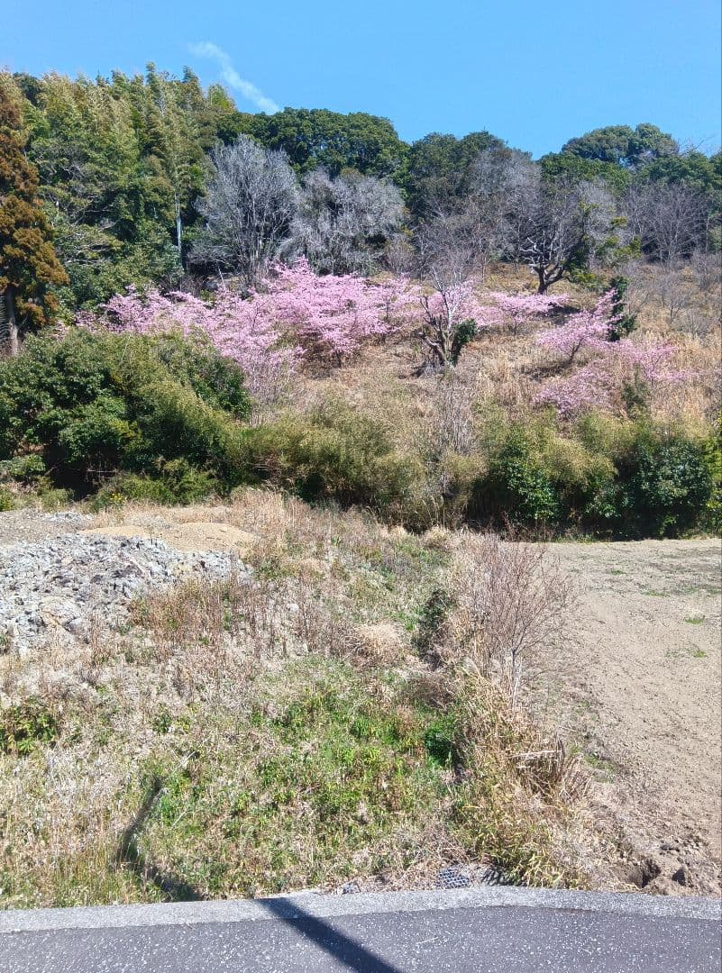 ニホンミツバチ蜂蜜　南国土佐の百花蜜　無添加　無加工　たれ蜜