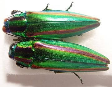 おふだ 護符 開運 縁起 干支 行事 御守 戸隠 出雲 伊勢 秋葉 富士 他多