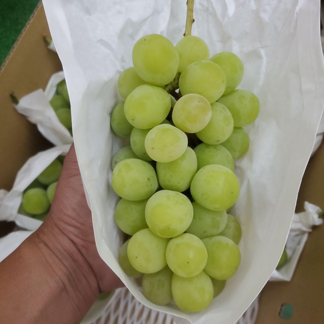 8️⃣ 山梨県産 シャインマスカット １０房入り 箱込み5.4キロ