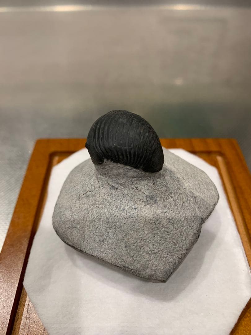 三葉虫　Parahomalonotus planus パラホマロノトゥス　化石