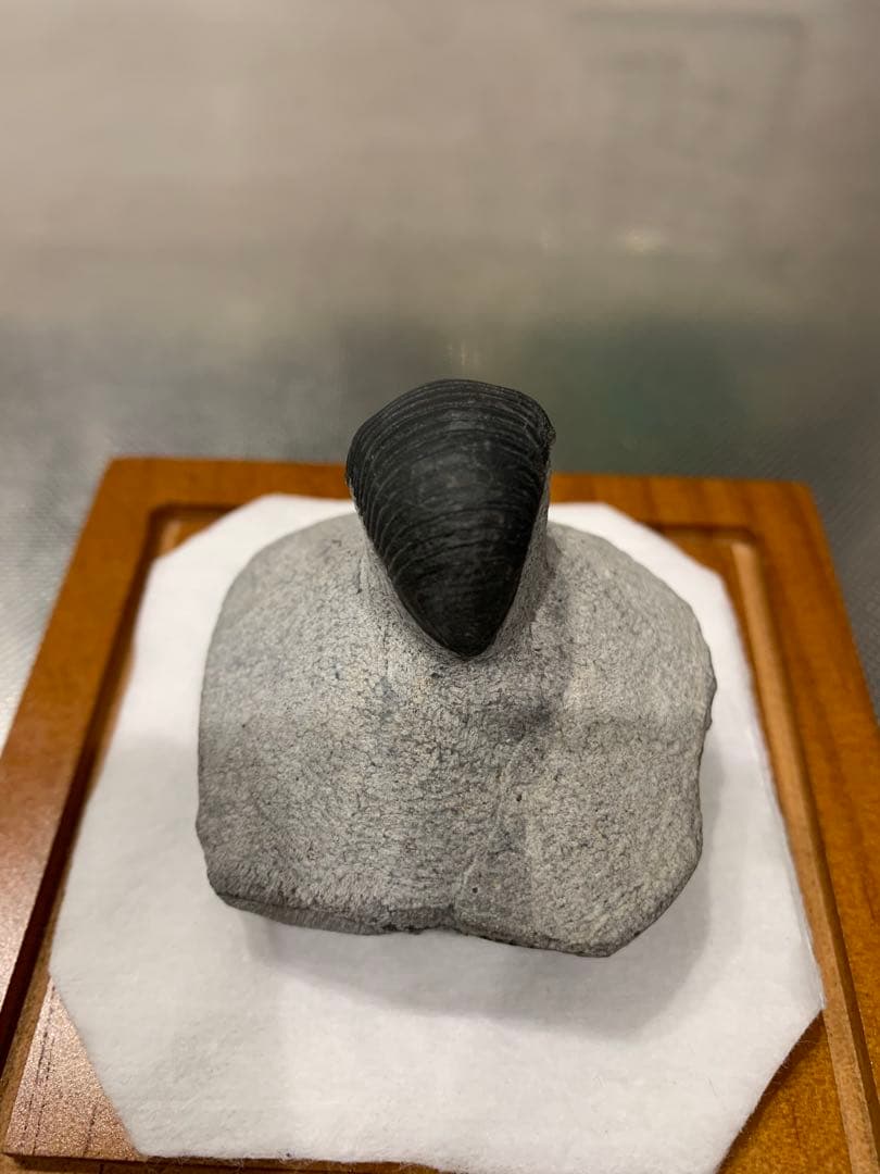 三葉虫　Parahomalonotus planus パラホマロノトゥス　化石