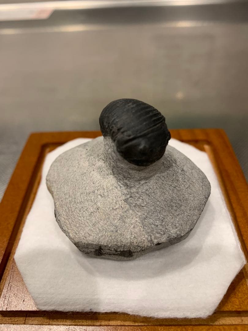 三葉虫　Parahomalonotus planus パラホマロノトゥス　化石