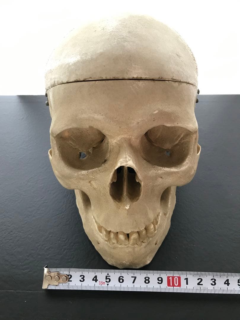 頭骨 人体模型 ドイツ 髑髏 ドクロ 置物 オブジェ アートvintage