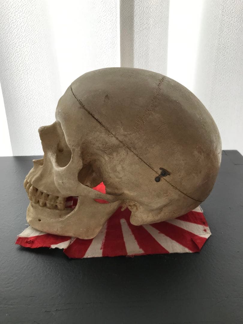 頭骨 人体模型 ドイツ 髑髏 ドクロ 置物 オブジェ アートvintage