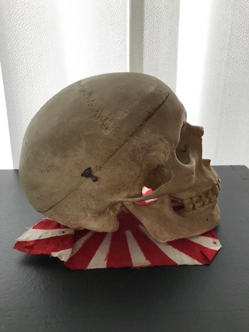 頭骨 人体模型 ドイツ 髑髏 ドクロ 置物 オブジェ アートvintage