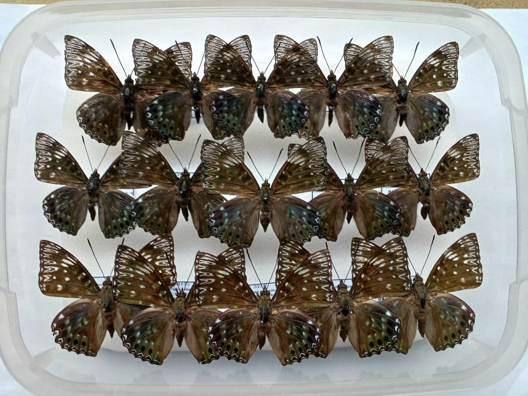 蝶標本　まる・リクエスト