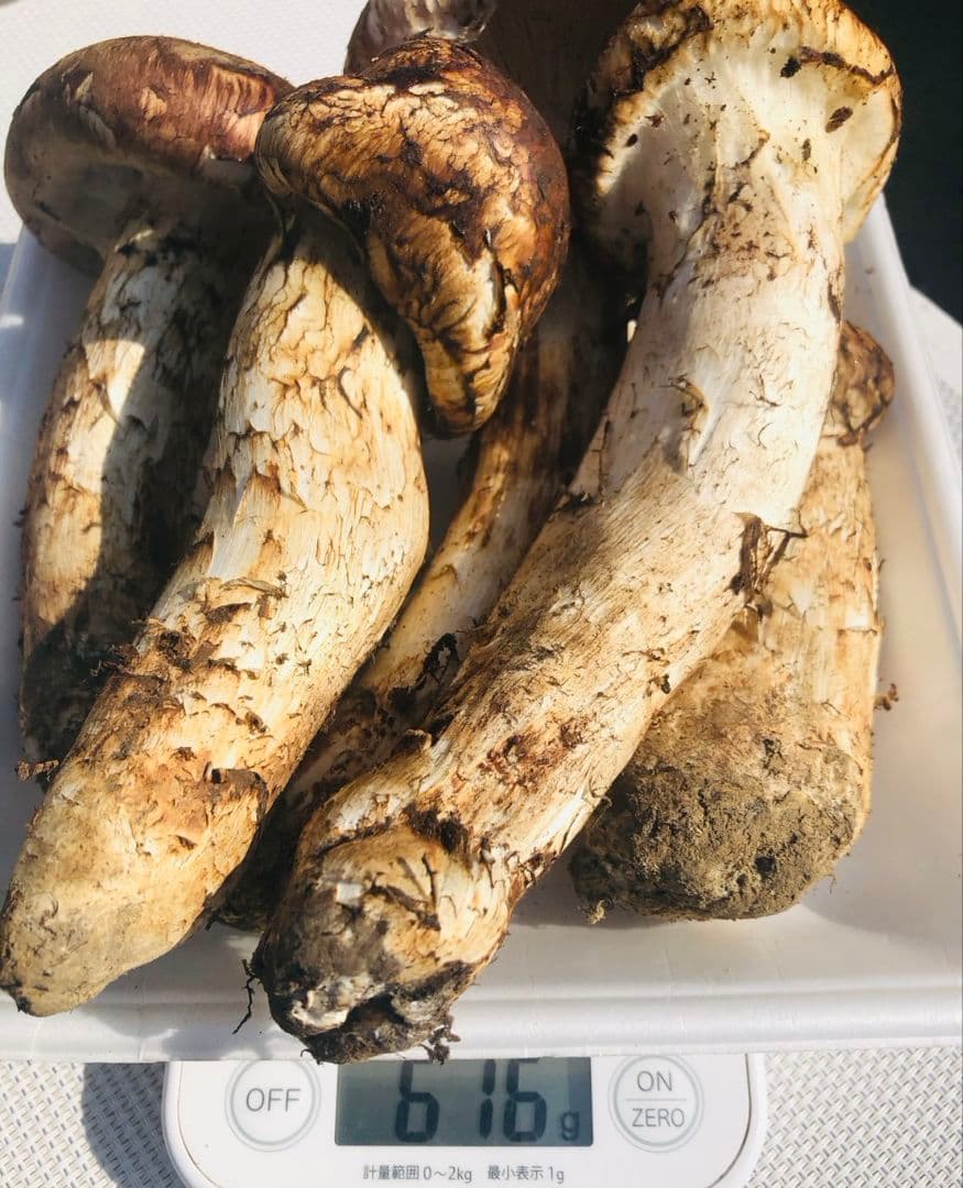 10/15 朝採れ国産岩手県沿岸松茸616g