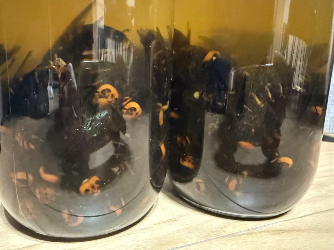 スズメバチ　焼酎漬け　ホワイトリカー　100匹