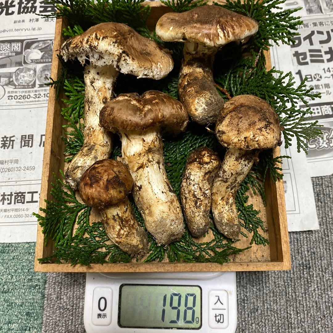 ⑤南信州豊丘産 松茸198ｇ開きとつぼみのセット