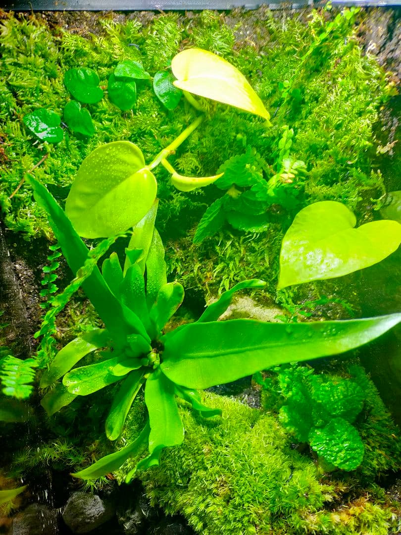 隠れ家付き！苔テラリウム、生体飼育ケージ