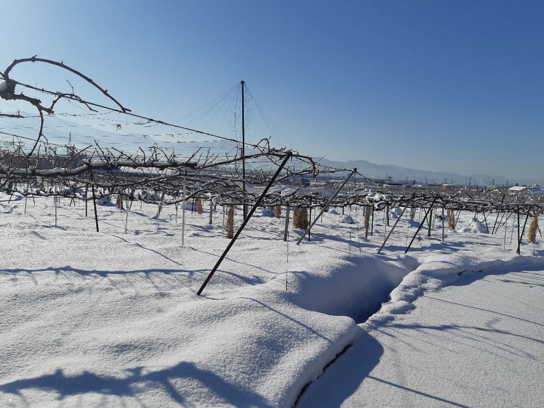 特売品のシャインマスカット増量の、徳用5.5キロ入りの粒バック入りになります。