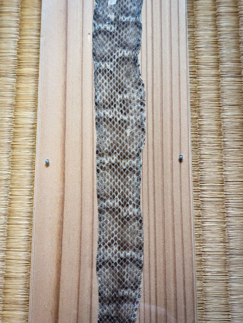 日本マムシの脱け殻  標本