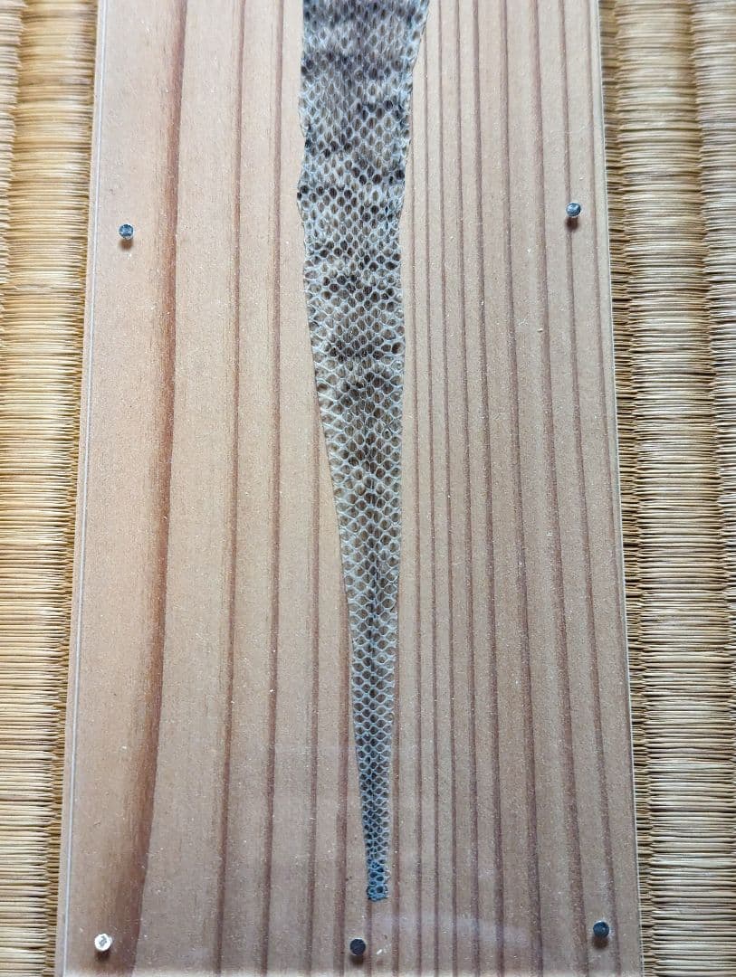 日本マムシの脱け殻  標本