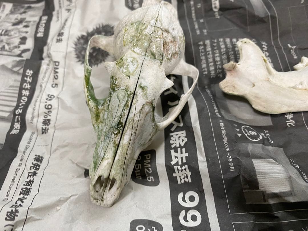 哺乳類　キツネの頭蓋骨　本物Japanese fox skull genuine
