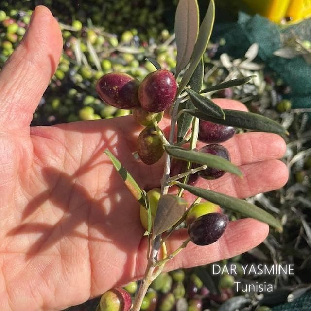 エキストラバージンオリーブオイル　コールドプレス手摘み　500ml×12本セット