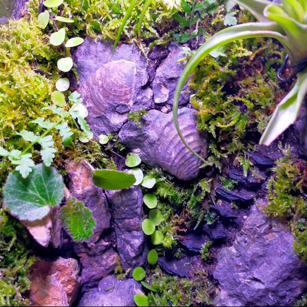 究極の自然の中の飼育箱(階段、化石付き)、太古の自然、ビバリウム、苔テラリウム
