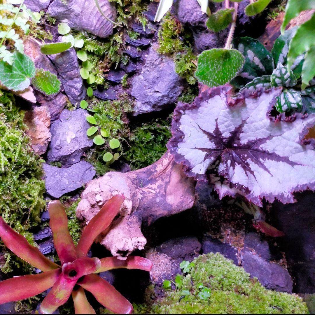 究極の自然の中の飼育箱(階段、化石付き)、太古の自然、ビバリウム、苔テラリウム