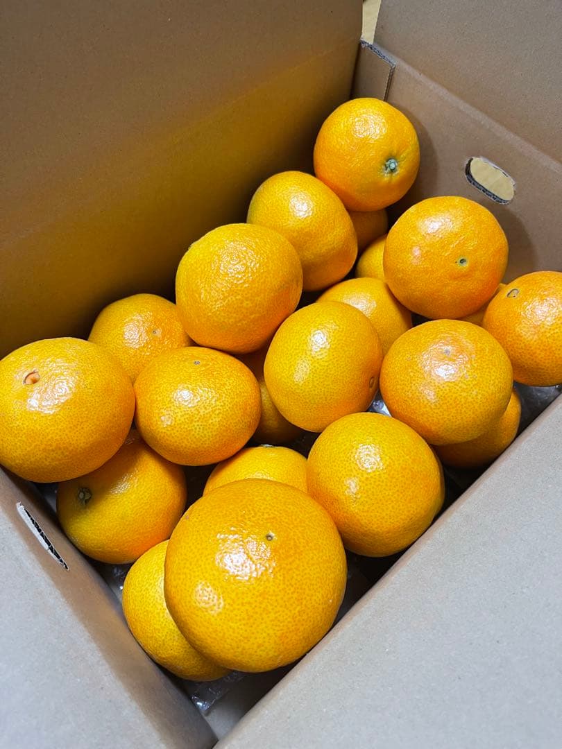 紅マドンナ(2.5kgx5箱)・ご家庭用