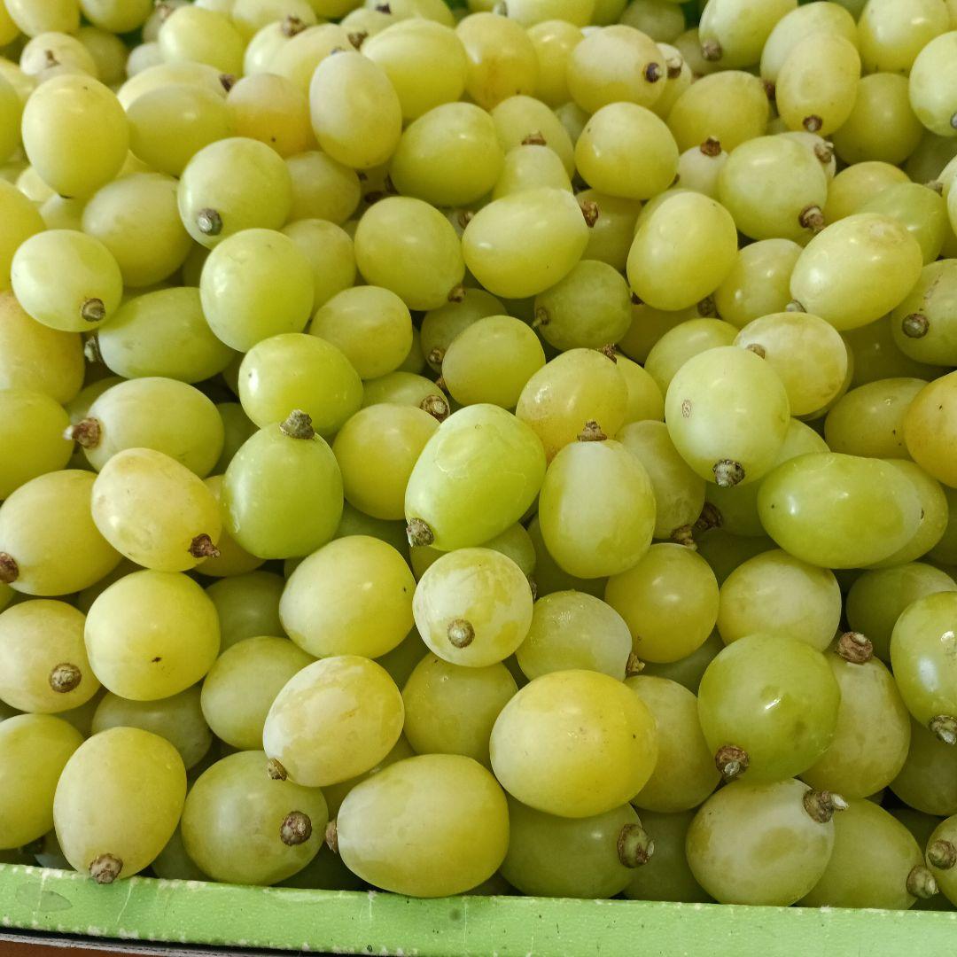 シヤインマスカット家庭用３キロ粒パック入り