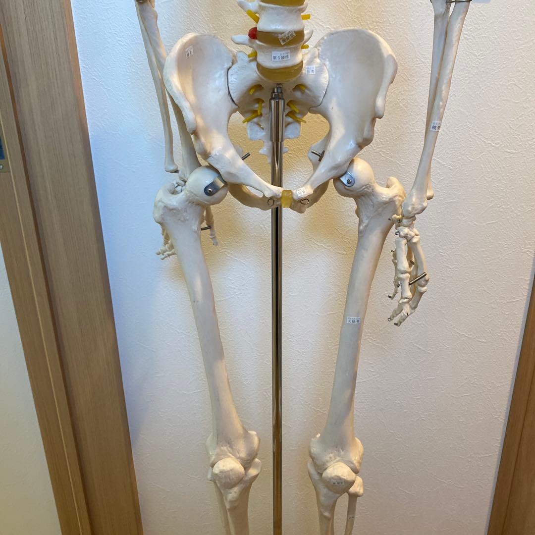骨格模型　等身大サイズ
