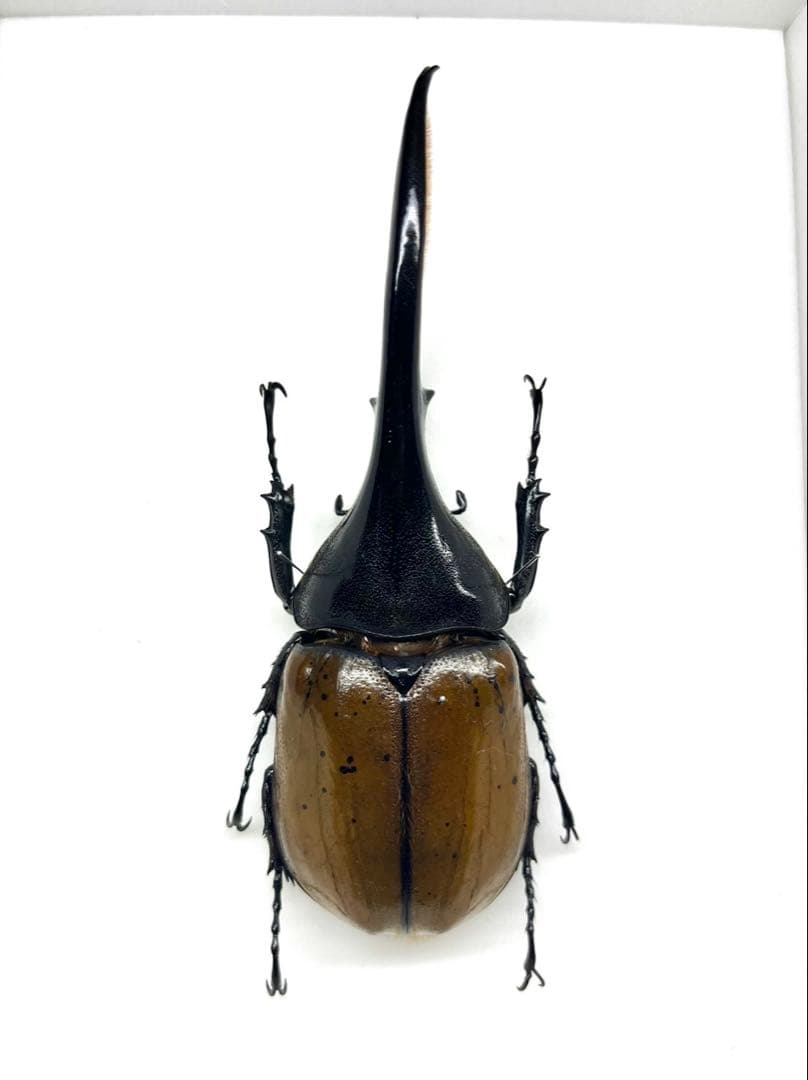 ヘラクレスオオカブト ブリュゼニ 130mm 標本