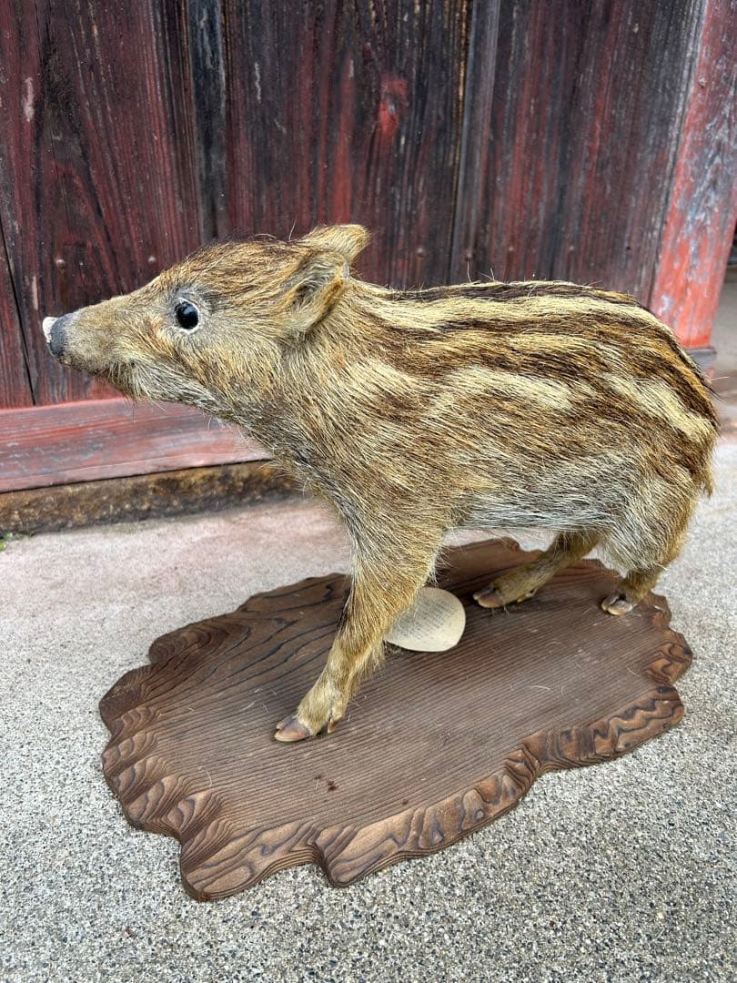 値下げ❗️ウリ坊　剥製　30cm