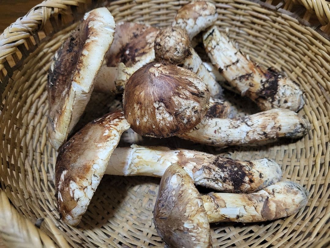 国産　岩手県産　松茸　450g